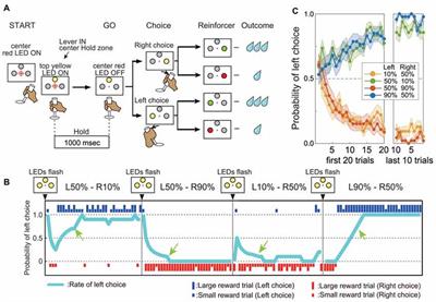 Distinct Functions of the Primate Putamen Direct and Indirect Pathways in Adaptive Outcome-Based Action Selection